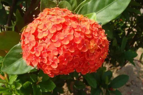 这种常年开花的龙船花该怎么养殖? 怎么才能开爆盆?