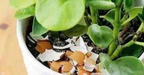 长寿花“开花”不旺? 花盆土壤里放点它, 30天花苞窜出来!