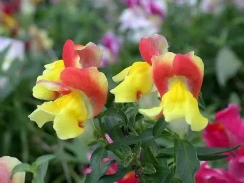 不同的季节应该种植什么花卉? 什么花卉适合春夏种植?