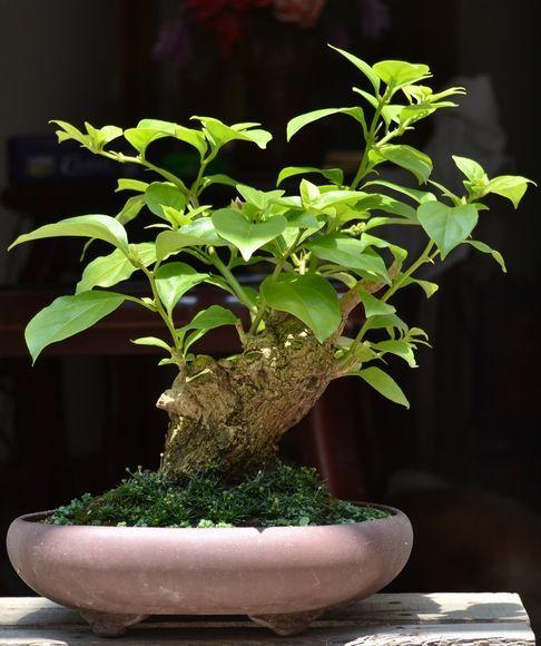 立秋了, 三角梅还不开花? 直接“整容”, 搭上开花“末班车”