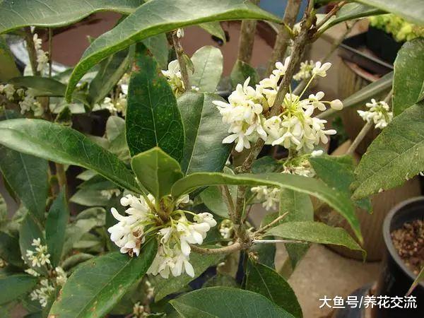 六种越晒越香的花卉, 养在阳光充足的阳台上就对了