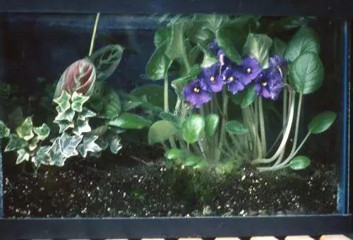 这些植物养在玻璃箱里能美出天际, 看一眼绝对忘不掉!