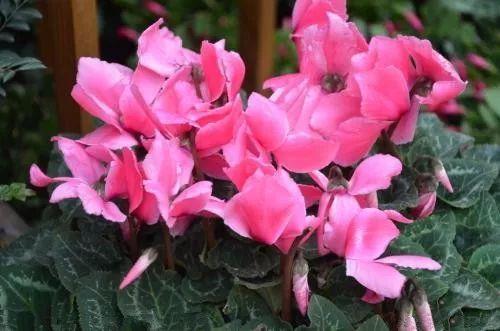 这几种植物千万不要给它们的叶片浇水, 浇了立马挂掉!