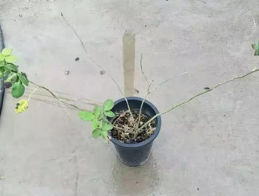 这花入冬就死, 像我这么养, 能活20年!