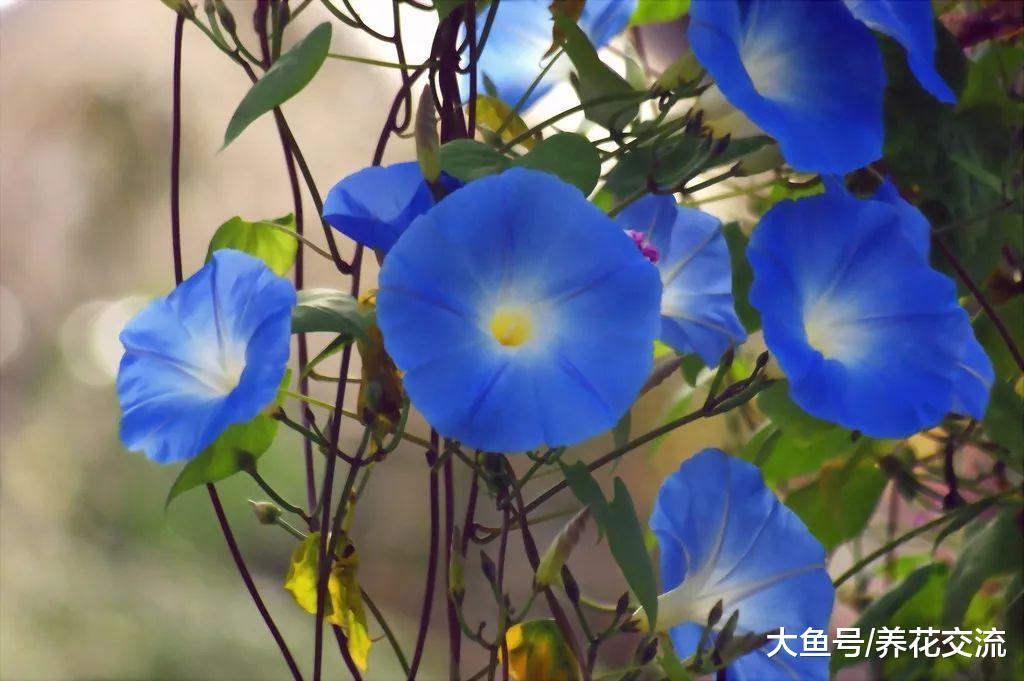 夏秋季节能够保持灿烂开花的牵牛花, 种花盆里也能生长旺盛