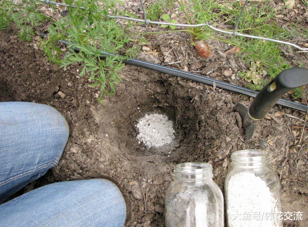 6种无害杀虫、施肥的有机方法, 养花生活变得简单健康