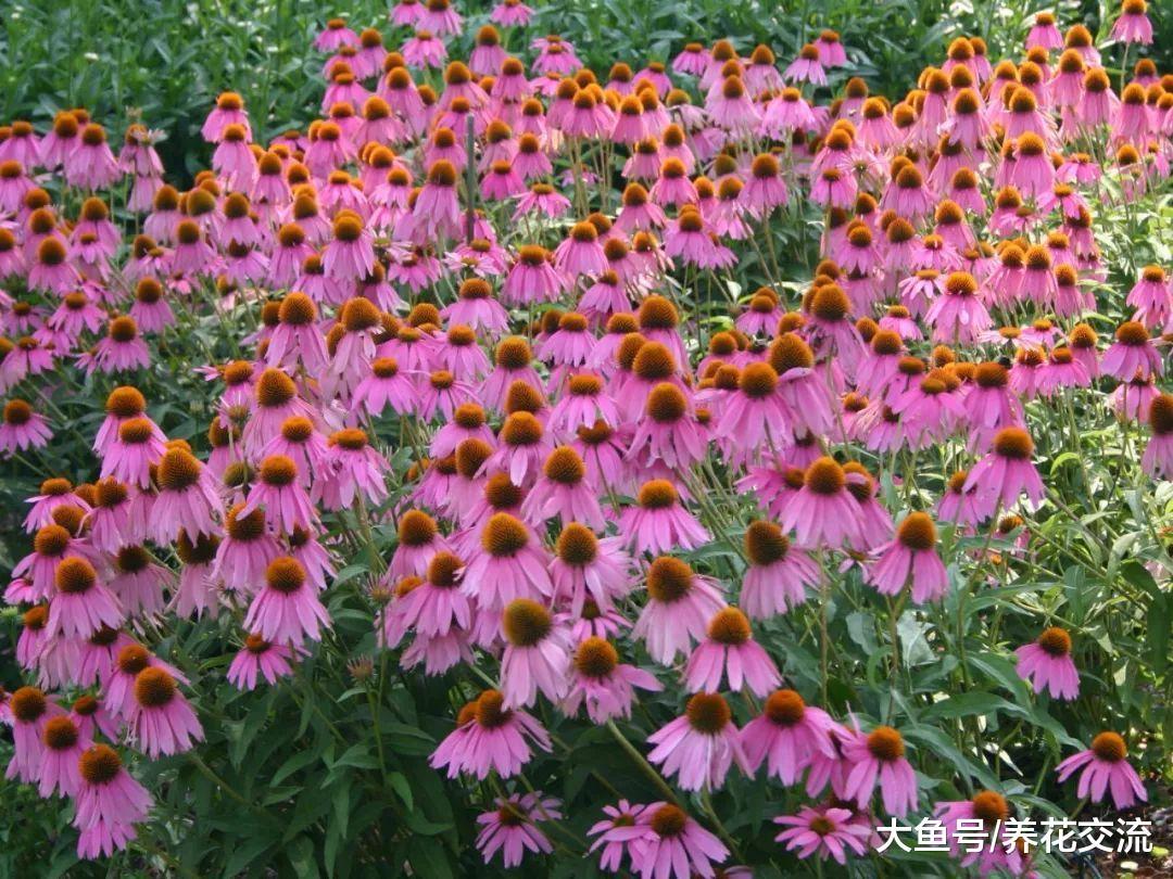 这几种常年开花的植物特别适合种院子里, 容易栽培、花朵好看