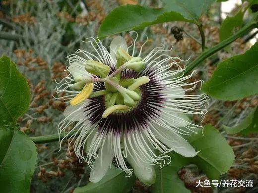 百香果枝叶生长特别旺盛, 为啥突然间就挂掉了