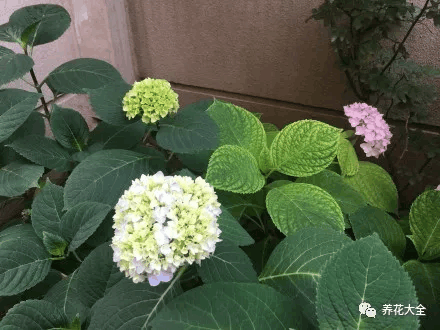 夏天这么浇水, 花旺的像打了药, 肥料营养液全省了!