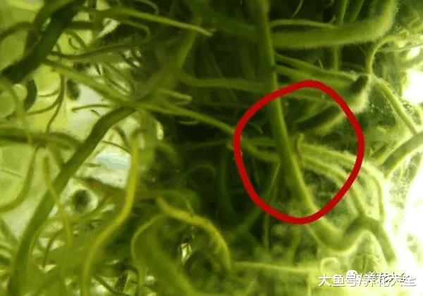 水培瓶里放条鱼, 根肥叶绿不招虫!