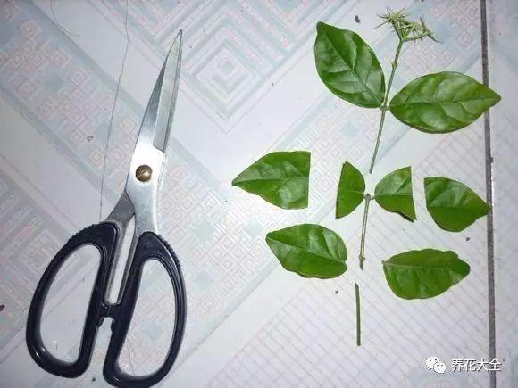 这花才好养, 掐根枝沾点水, 大白根蹭蹭长!