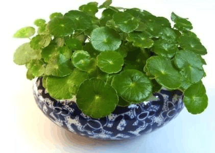 这3种花最爱“割韭菜”, 一茬割下去, 嫩芽蹭蹭冒不停!