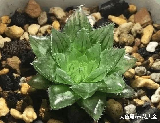 中年大叔痴迷多肉, 养得比亲儿子还胖!