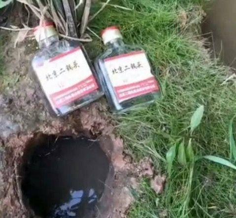 男子将3瓶二锅头倒进泥洞, 不一会里面钻出来的东西让人睁大了眼