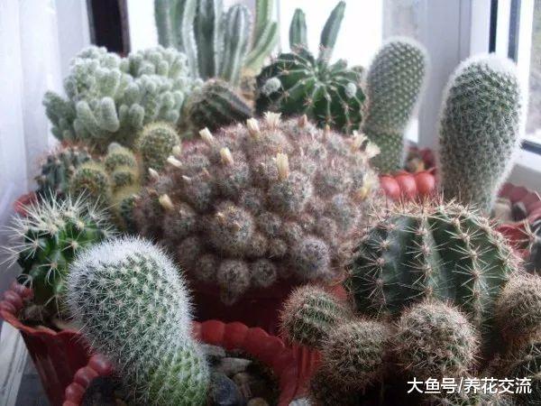 在室内养花的6个好处, 你都在家里种了哪些花卉?