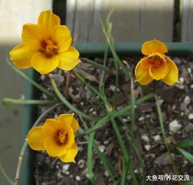 只要有风雨就特别容易开花的一种植物, 适合养有散射光的阳台上