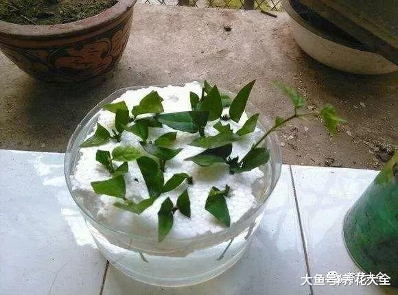 生根剂不用买, 只需2分钟在家就能做, 大白根呼呼长!