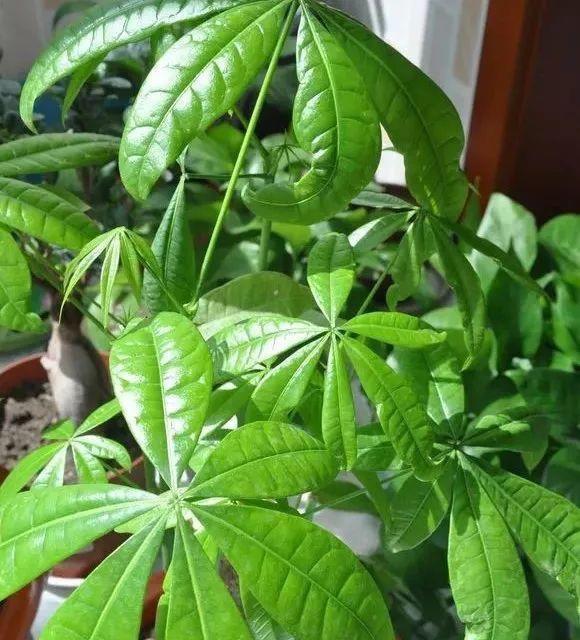 张大爷家的发财树“开花”结果, 种子送给邻居, 满盆“爆新芽”
