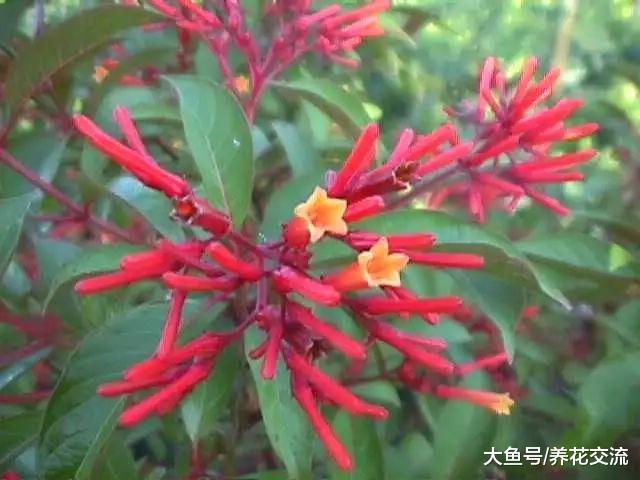 几种开花特别迷人的植物, 特别适合养在院子里