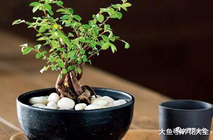 养花方法大总结, 只要学会了, 你就是养花大神!