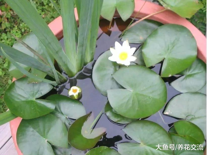没想到睡莲是这么容易养护的花卉, 北方的朋友也能养水缸里