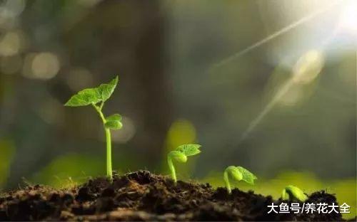 嫌弃多肉长得慢? 那就换一招, 长到花盆装不下!