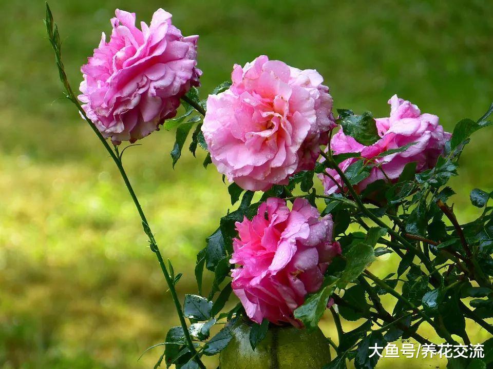 注意养护月季花植物7个问题, 能够保持常年开花的状态