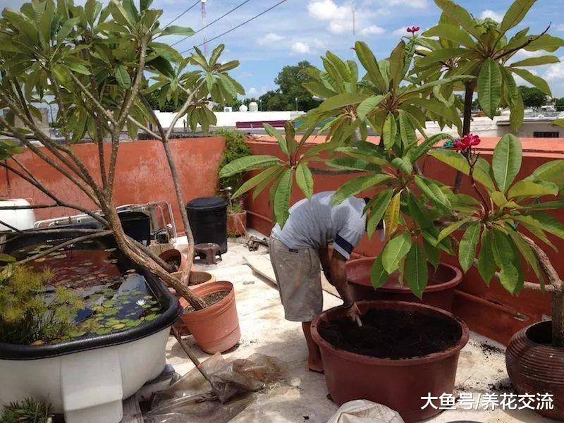 鸡蛋花养成阳台上的盆栽也能不断开花, 看看需要注意什么事项