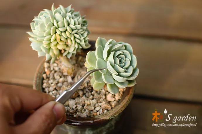 多肉招虫赶紧杀 , 再不管, 3天就死翘翘了!