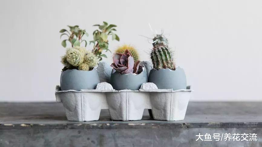 6种适合摆放在桌面上的仙人掌盆栽, 看起来精致可爱的景观