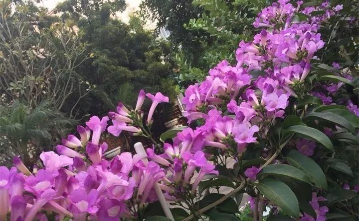 这花带有蒜香味, 爬的满墙都是, 1株开花近千朵!