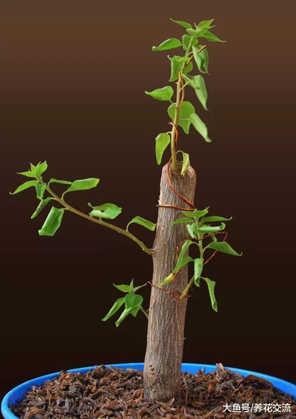 三角梅用硬木枝条扦插也能成功, 看看我家里养的盆栽三角梅