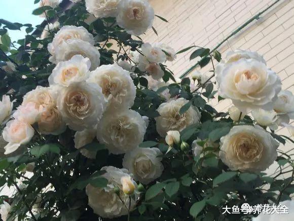 月季不开花? 那是你没这儿样做, 不然就能爬满枝头!