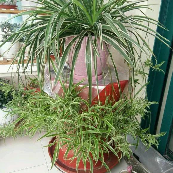 养花就像割韭菜, 割一茬冒新芽, 叶子长得巴掌大!