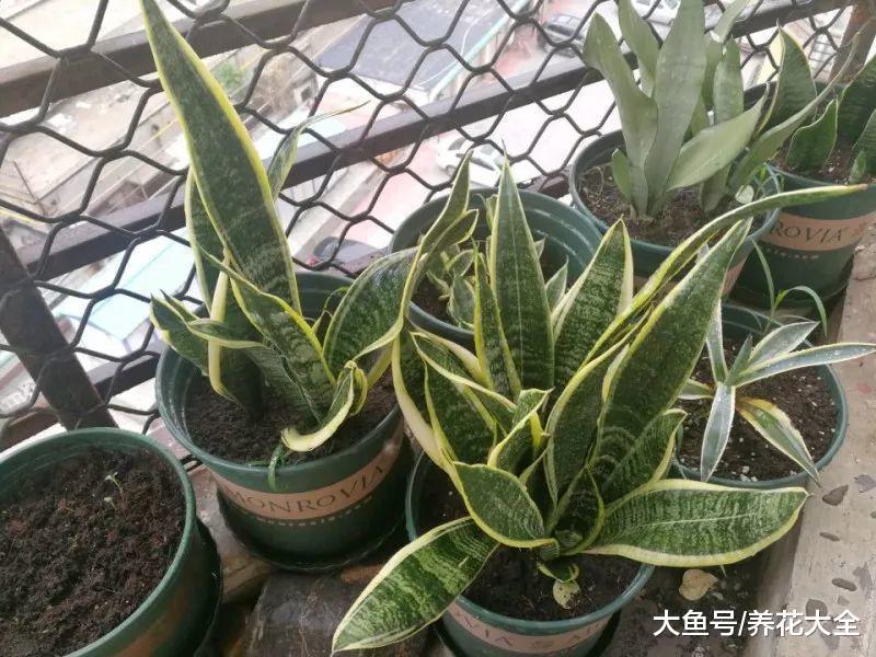 又把花养死了? 那就试试这20种, 不用打理都能活!