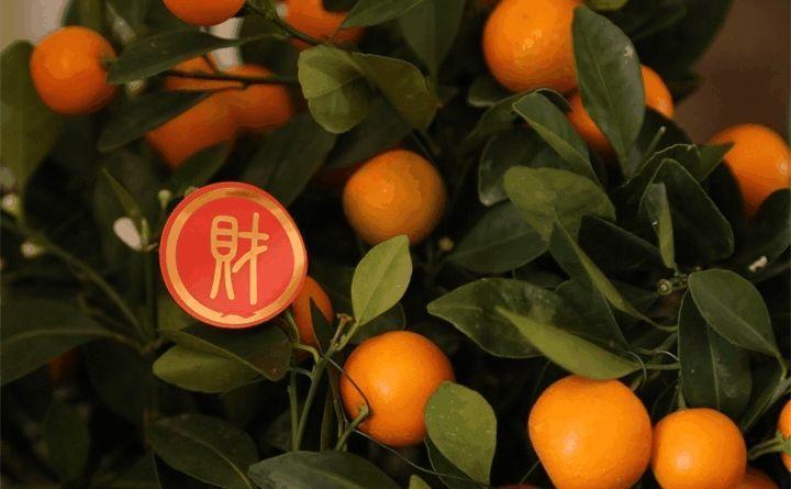 这3种盆栽, 堪称“转运珠”, 最适合金秋养在家!