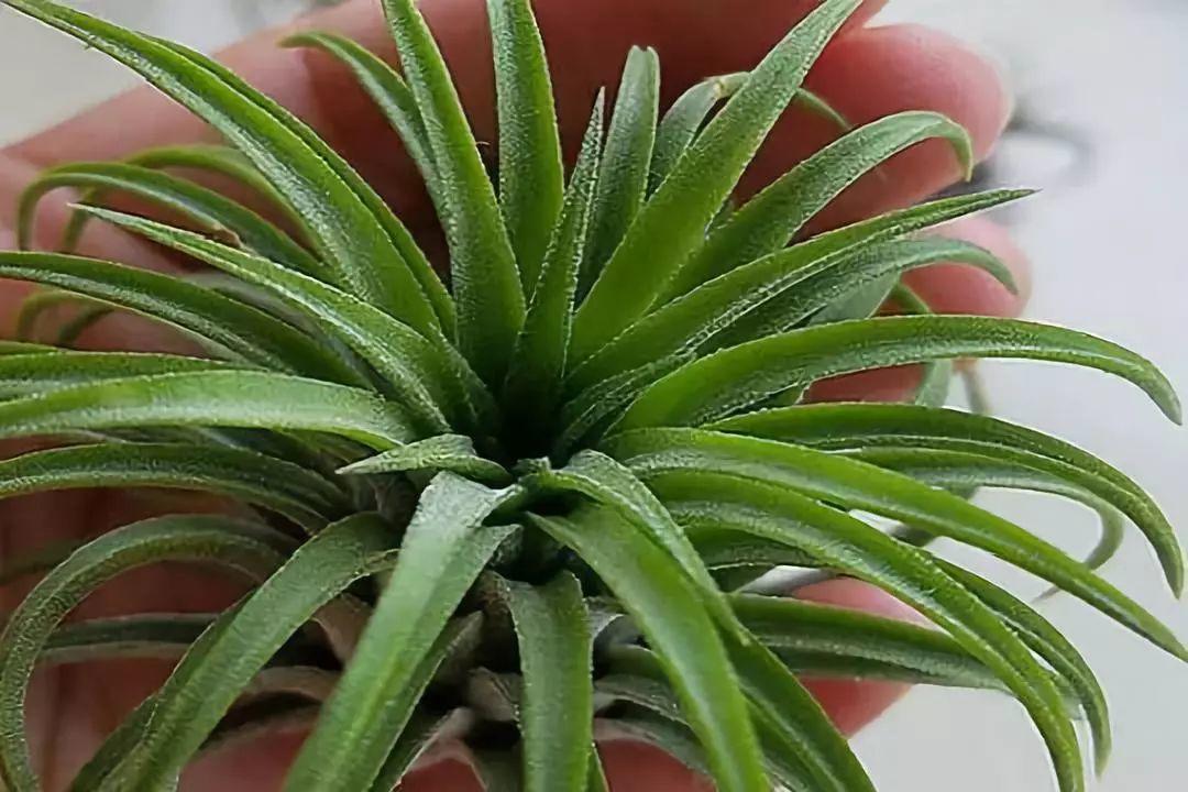 这6种小花, 书桌茶几上摆一盆, 健康又干净!