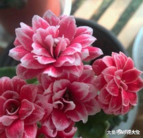 想养长寿花? 那就试试这几种, 好养又好看!