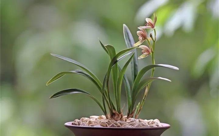 家家都有的“小药片”, 碾碎兑水来浇花, 嗖嗖长个不黄叶!