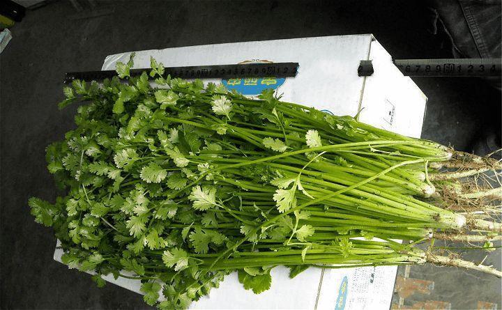 香菜40块1斤! 吃不起了, 赶紧自己在家种一盆!