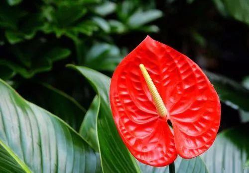 养绿萝、月季、虎皮兰......用的这些小妙招, 谁用谁爆盆!