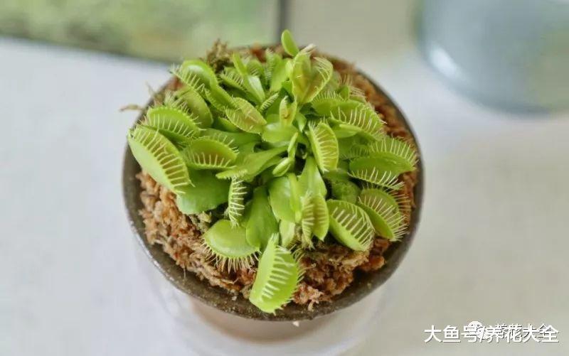 养花就养这6种, 简单好养, 连蚊香钱都省了!