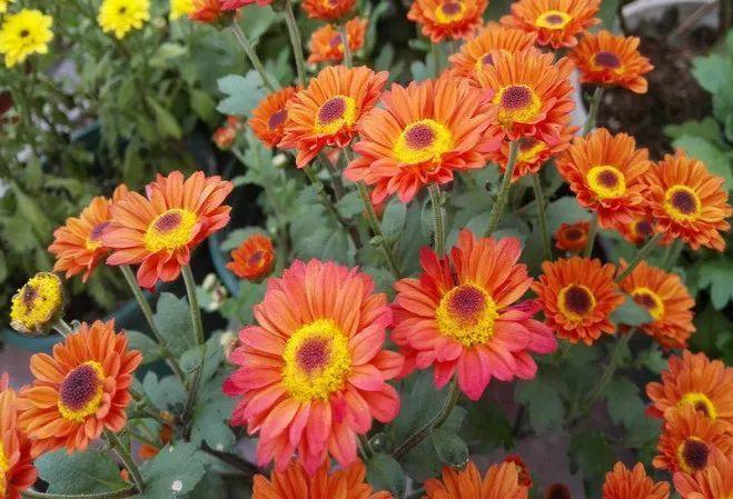 这4种花就是开花机器, 稍微用点肥, 花盆都装不下!