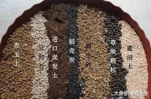 绿萝窜上墙, 多肉胖成球, 栀子开满枝, 服了!