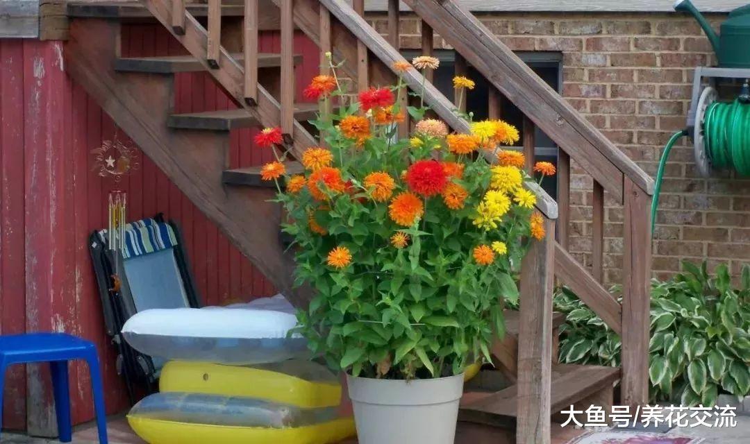 用百日草的种子播种培育, 秋天还能不断收获种荚