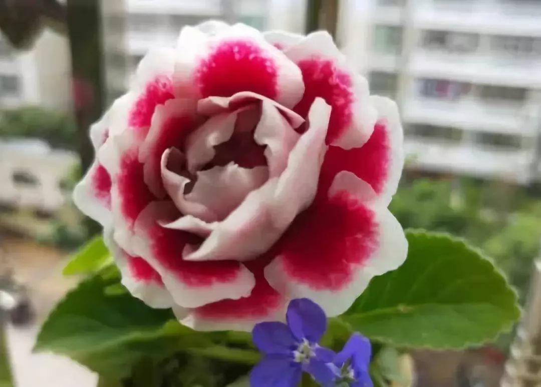 这花没太阳也能开, 随手摘片叶子, 就能长出一大片!