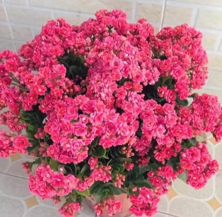 这8种花, 入秋就变开花机器, 天冷照样爆成球!