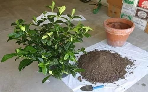 栀子花叶子哗哗掉? 教你一招, 根养的又粗又壮!
