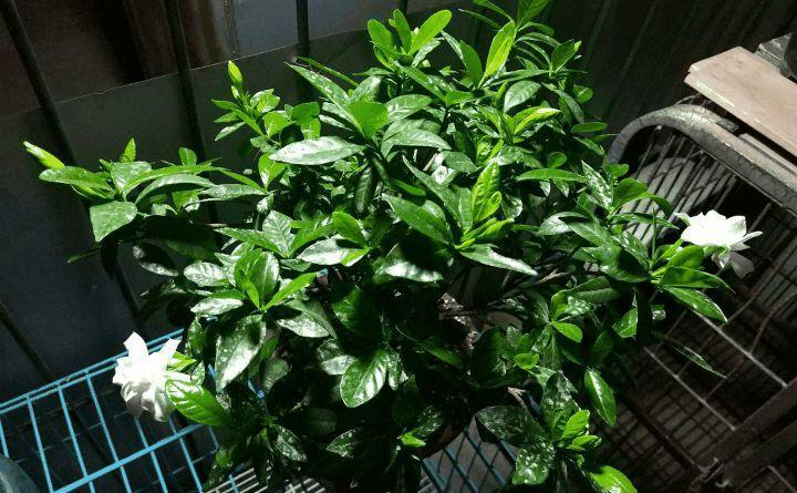 给花吃个大西瓜, 就像打了兴奋剂, 开花刹不住闸!