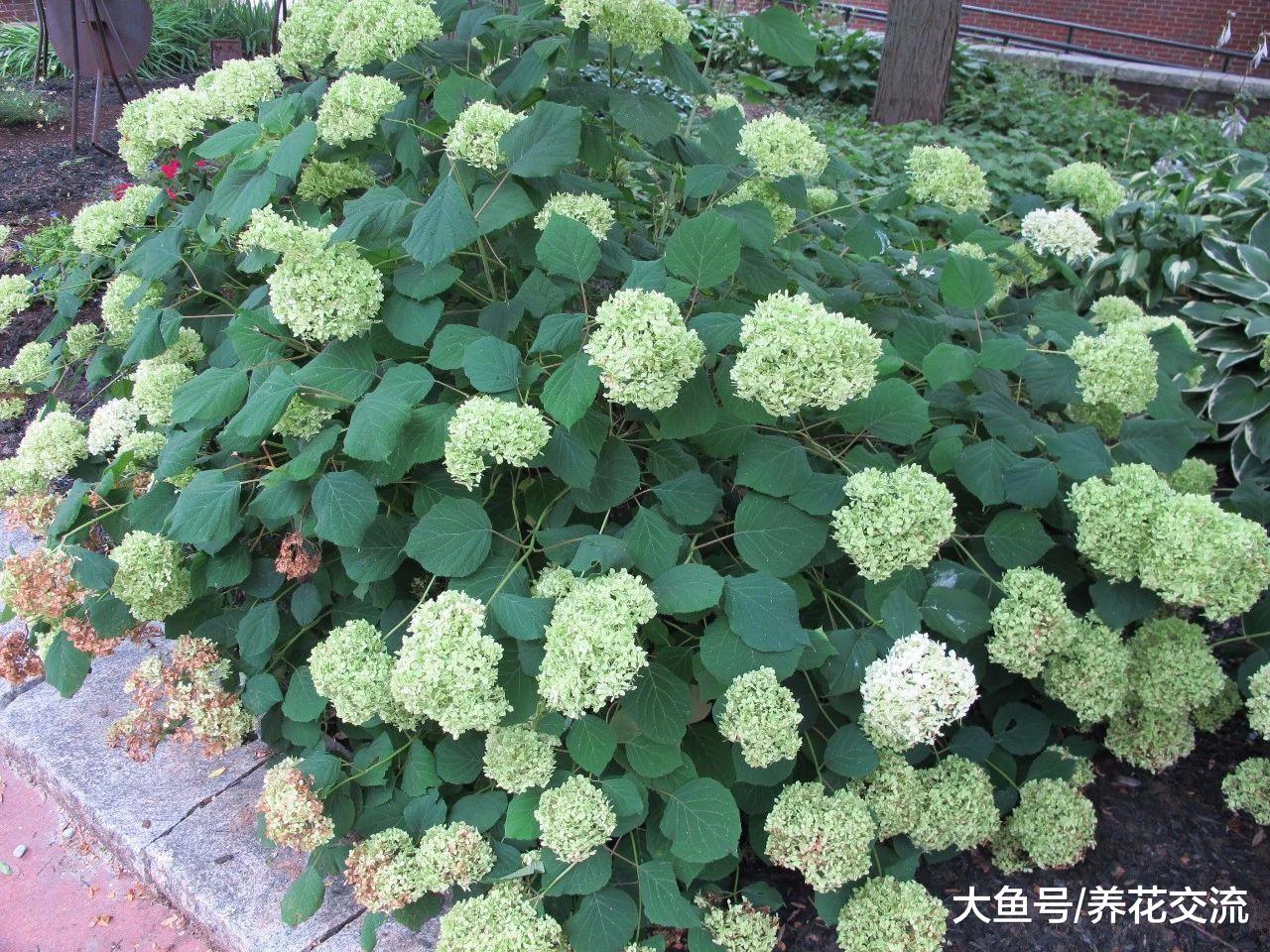绣球花养了3、4年都没办法开花, 可能是这几点没做好